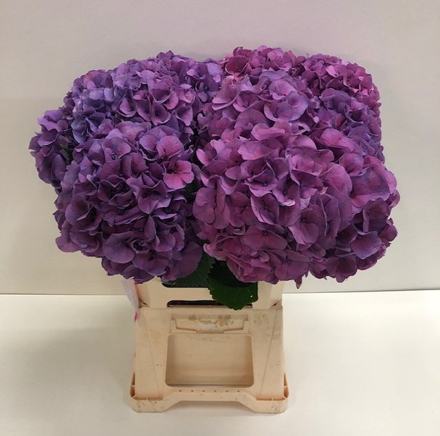 Hydrangea sibilla purple.jpg